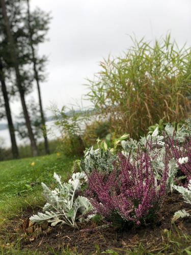 Taman di luar Sodyba Paukščių Takas