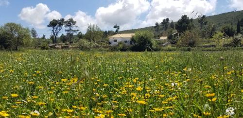 a field of flowers with a house in the background at Dorinda in Agia Marina