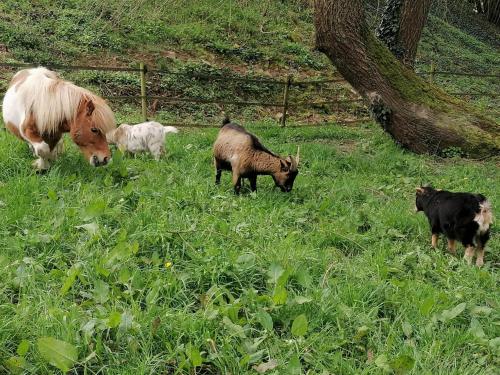 a group of animals grazing in a field of grass at Au Pré de Mukky in Andenne