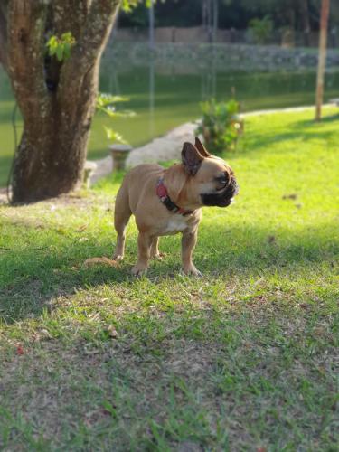 um pequeno cão castanho parado na relva em Pousada Paraiso em Serra Negra