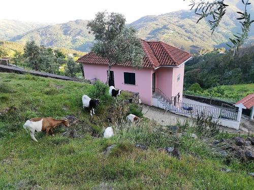 a group of cows standing outside a pink house at Ecorustics stay - Casa Ester in Ester