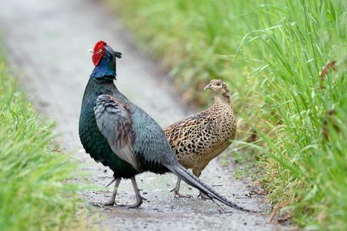 two birds walking down a dirt road at Iroriyado Hidaya in Takayama
