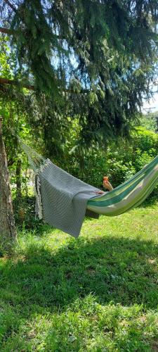 a hammock hanging from a tree in a field at Fruškogorska kuća - Andrevlje lounge, naselje Testera in Čerević