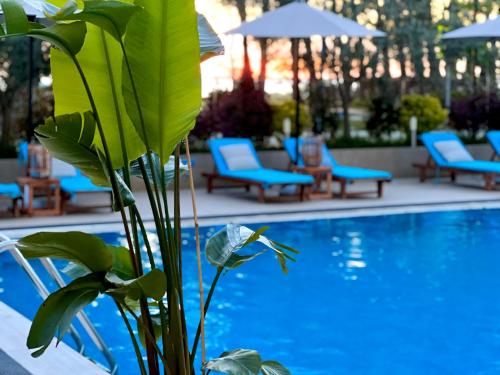 a pool with blue chairs and a plant next to it at Marbella Beach Hotel in Golem
