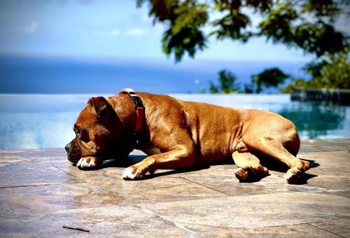 a brown dog laying on the ground next to a pool at Habitation Caféière Samana Beauséjour in Pointe-Noire