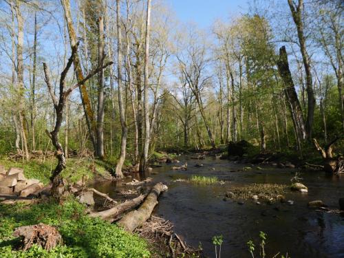 a river in a wooded area with trees and rocks at Mežurgu teltis in Dikļi