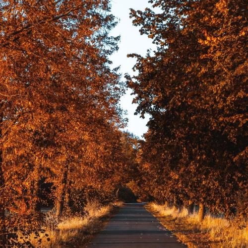 a road lined with trees in the fall at Ferienwohnung Goitzschezeit in Bitterfeld