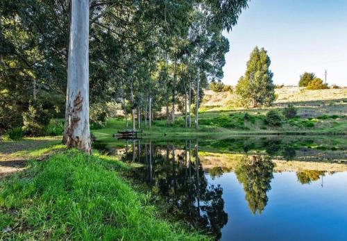 a reflection of a tree in a body of water at Majestic Elgin Farm House in Mispah