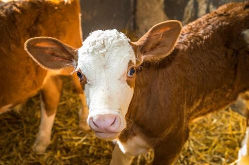 a brown and white cow standing in the hay at Unterwöhrlehen in Faistenau