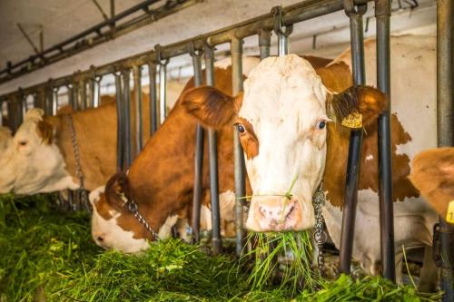 two cows are eating grass in a barn at Unterwöhrlehen in Faistenau