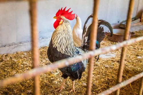 two roosters are standing in a cage at Unterwöhrlehen in Faistenau