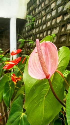 a pink flower on a bunch of green leaves at An-tsaha Chambre d'hôtes in Fianarantsoa