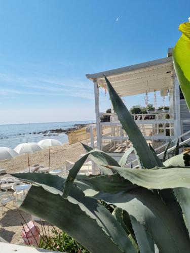 Blick auf den Strand mit Stühlen und einer Pflanze in der Unterkunft Sea view App Mirta in Umag