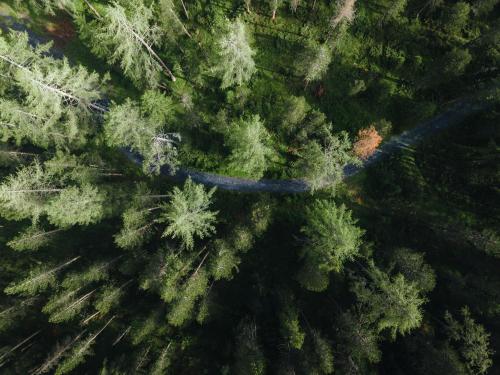 een uitzicht over een bos met bomen en een weg bij Chalet Horn in Davos Wolfgang