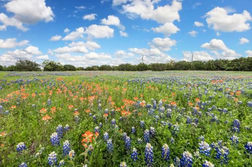 a field of flowers with a blue sky and clouds at 50 Acre Countryside Haven With Hiking Trails, Fossils, Pickleball Court, Basketball, Arcade, In-Ground Trampoline, Pool and Jacuzzi residence in Glen Rose