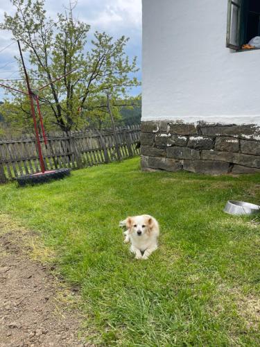 a dog sitting in the grass in a yard at Dedina kuća in Gornji Milanovac
