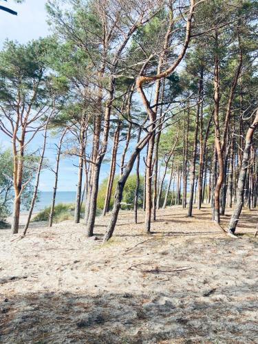 a group of trees on a sandy beach at Sakalo kopa in Palanga