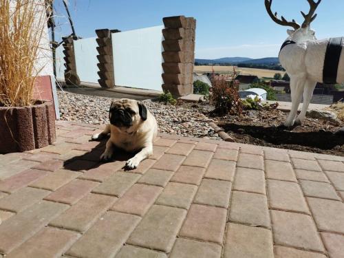 a pug dog sitting on a brick patio at Ferienwohnung Look wide in Oberelsbach