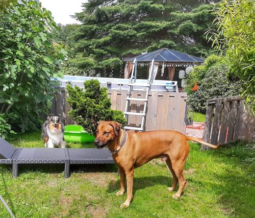 two dogs standing in the grass in a yard at Hillis Ferienwohnung Saarland in Sankt Ingbert