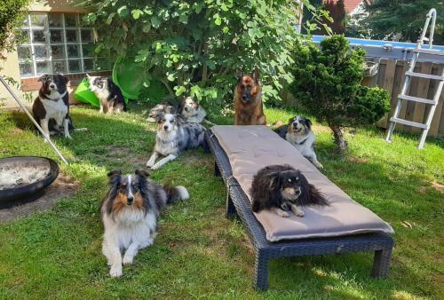 un grupo de perros sentados en el césped en Hillis Ferienwohnung Saarland, en Sankt Ingbert