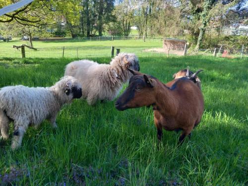 a group of sheep standing in the grass at Le Domaine (Swiss Lodge) in Fribourg
