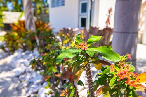 Jardín al aire libre en Chris Guest House