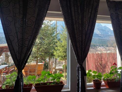 a window with plants in pots on a window sill at Mountain View in Buşteni