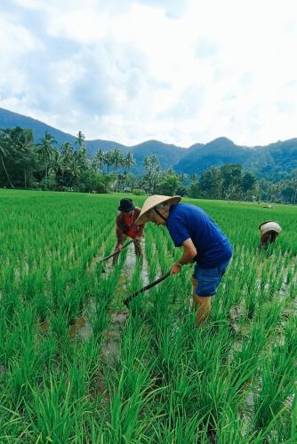 two people working in a field of crops at Rumah Gadang Tokama, Simarasok in Baso