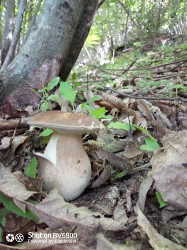 a mushroom sitting on the ground in the woods at Agriturismo Le Roghete in Acquapendente