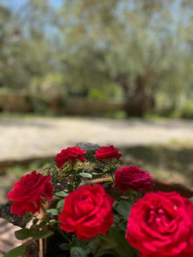 a group of red roses in a vase at Oliveto e mare in Sivota