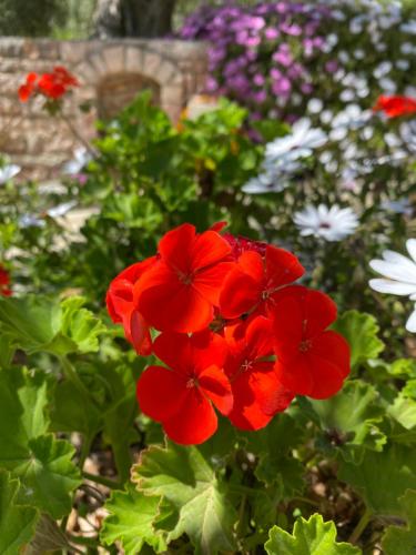 a group of red flowers in a garden at Oliveto e mare in Sivota