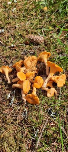 a group of mushrooms on the ground in the grass at Rosa's stuga in Tasebo