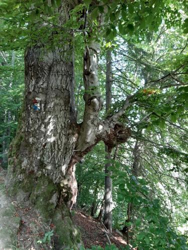 a large tree in the middle of a forest at Kolyba w lesie - pole biwakowe - Tokarzonka in Istebna