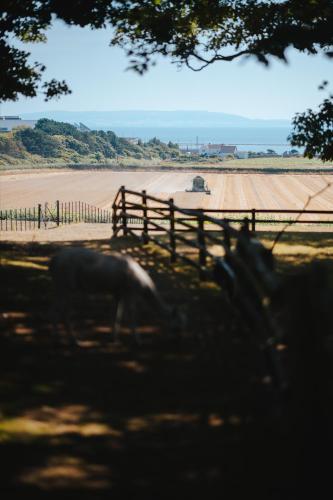a cow grazing in a field next to a fence at Gileston Manor Luxury B&B in Barry