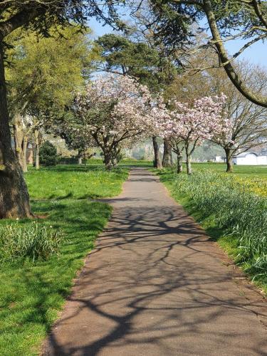 a tree lined path in a park with flowering trees at Midway Guest House in Torquay