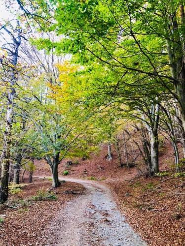 a dirt road in the middle of a forest at B&B Da Nora in Mallare