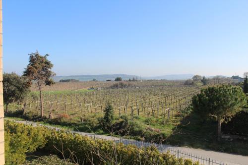 a road through a vineyard with a field of grapes at Colle Sul Mare in Termoli