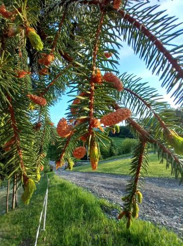 a bunch of fruit hanging from a palm tree at Cabana Anna Colibita in Colibiţa
