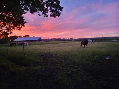a group of horses grazing in a field at sunset at Ferienwohnung Hof Margarethental in Goldelund