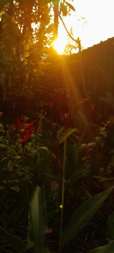 a sun setting behind a plant in a garden at Marari Babu Homestay in Mararikulam