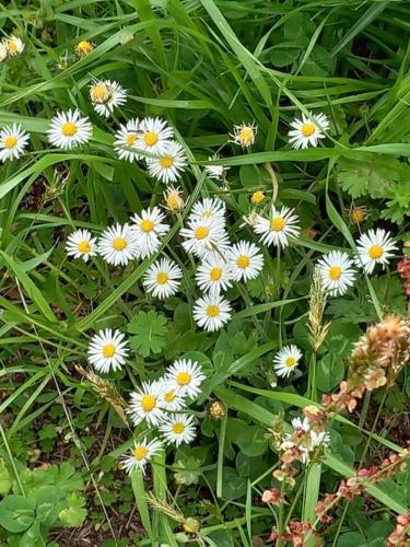 a group of white flowers in the grass at Casa Foletta in Cugnasco