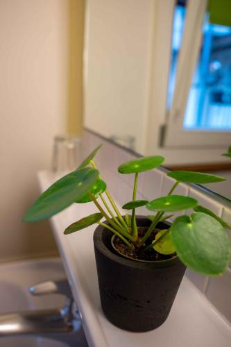 a potted plant sitting on top of a kitchen counter at Hotel Marthahaus in Bern