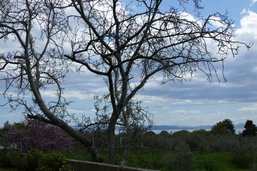 a tree with no leaves on it in a field at Art Villa Pelion in Agria