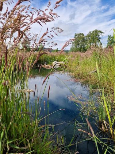 a small pond in a field with tall grass at Byre 1 in Stirling