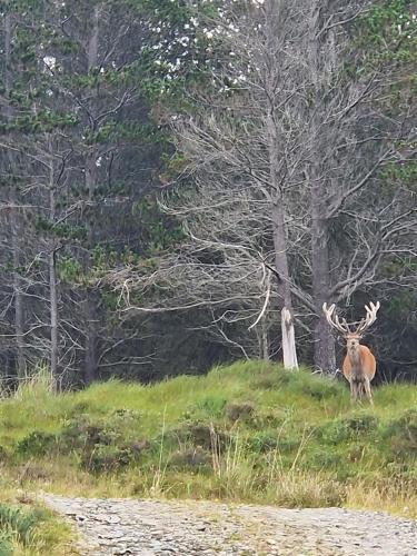 a deer standing on a grassy hill with trees at Byre 1 in Stirling