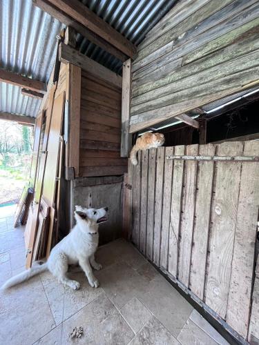 two cats are sitting in a wooden shed at Villa de l’Eguille in LʼÉguille