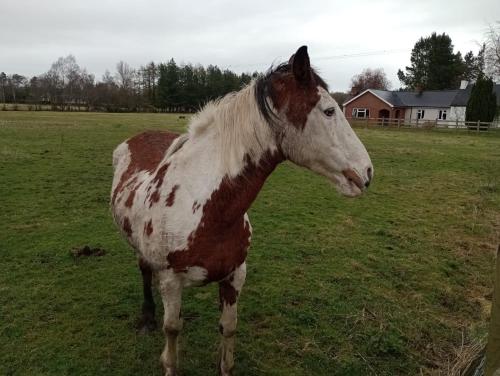 a brown and white horse standing in a field at Lough Shore Cottage in Magherafelt