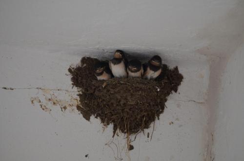 three baby birds sitting in a nest on a wall at radlerunterkunft Grabau Nr.1 in Grabau