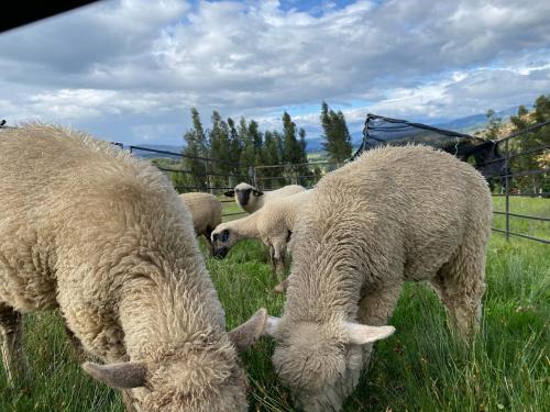 a group of sheep grazing in a field at Chalet Familiar Delpilar, Full equipado, zona de Jacuzzi! in Sogamoso