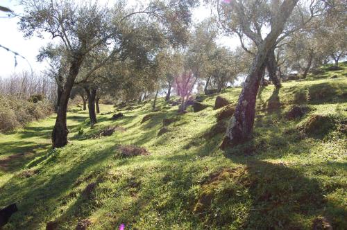 a field with trees on a hill with green grass at Los Pozos de la Nieve in Constantina